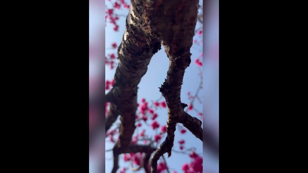 崴立機電/賞櫻花