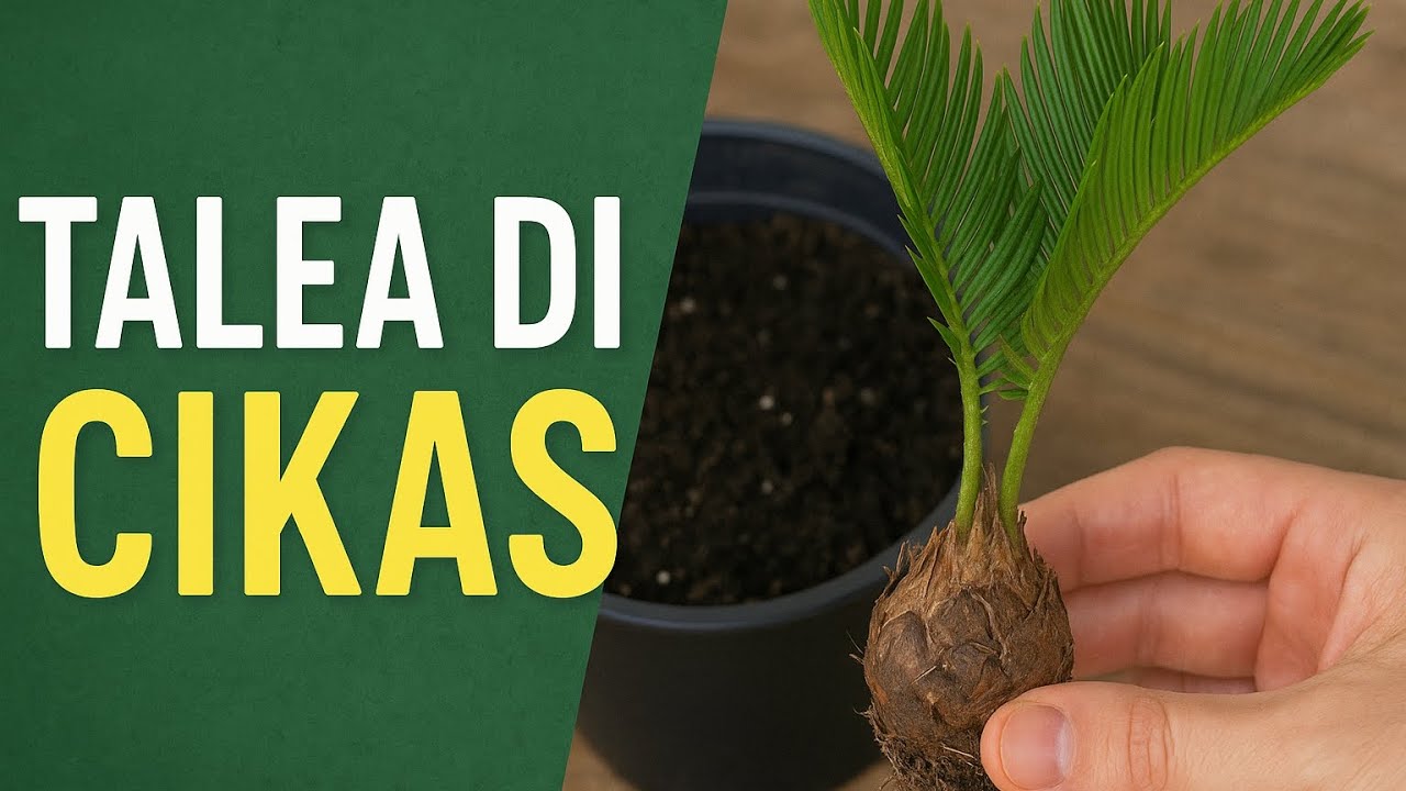 Talea di Cikas (Ep. 1)