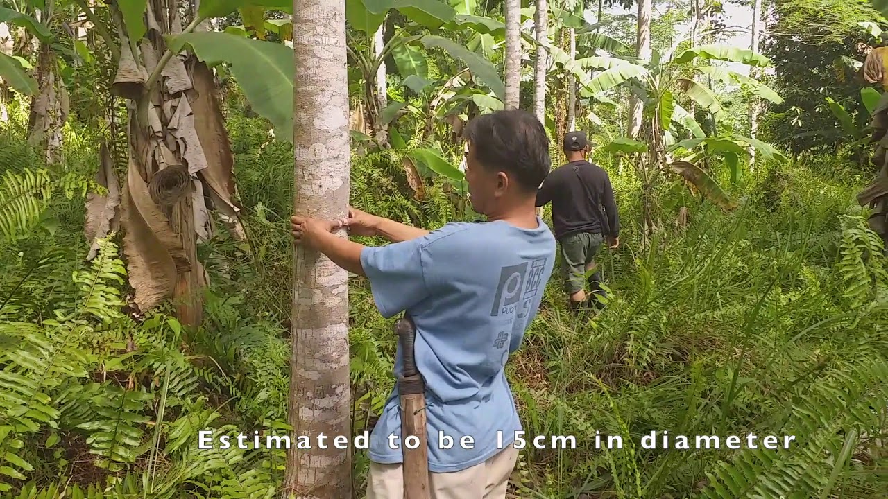 Mahogany Farm Project