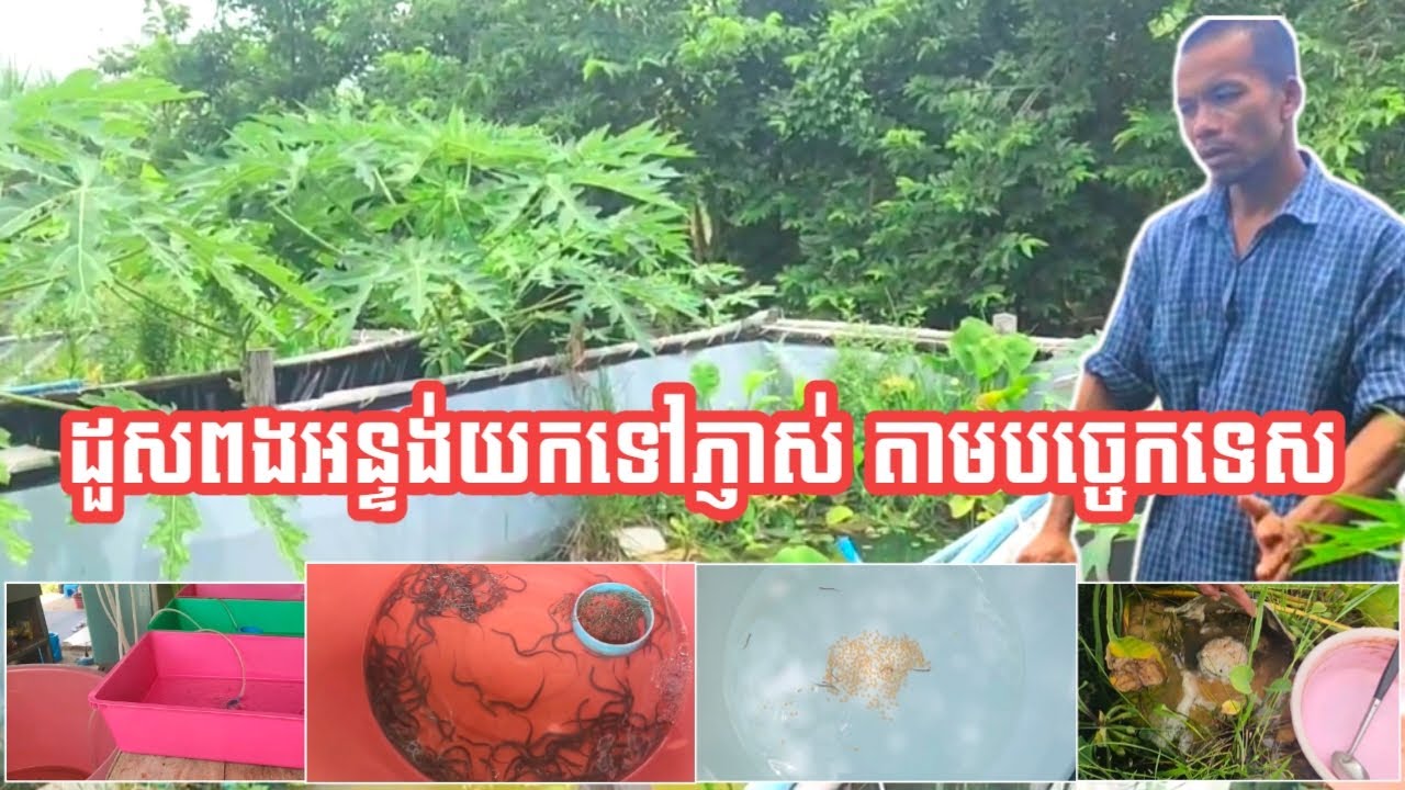 ដួសពងអន្ទង់យកទៅភ្ញាស់ តាមបច្ចេកទេស/ Technical of raising eels.