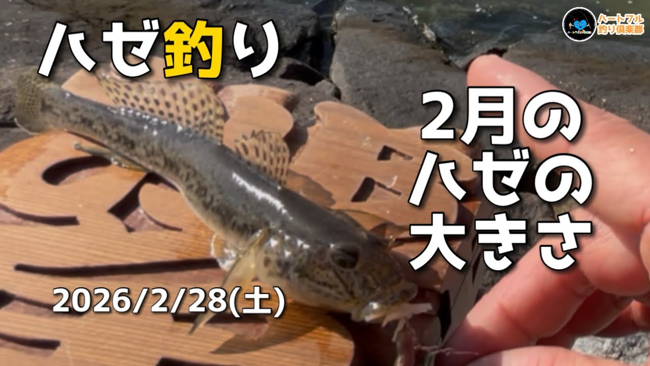 【ハゼ釣り】2月のハゼの大きさ2026年2月28日