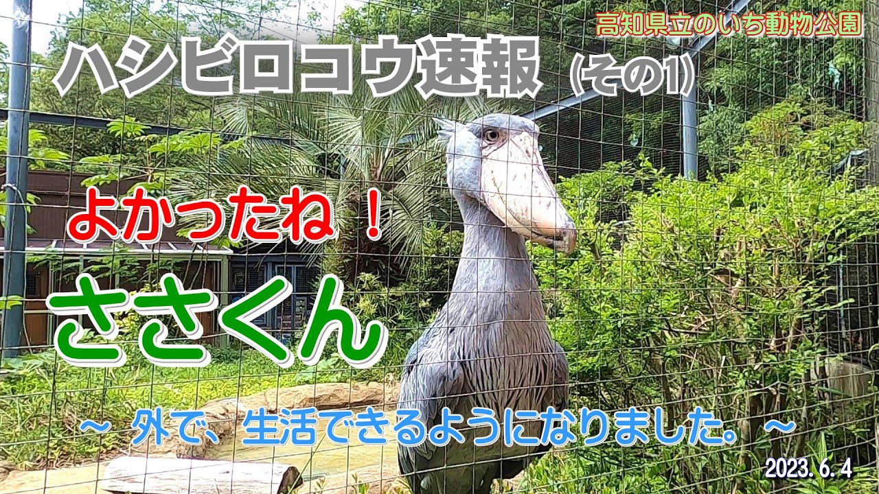 よかったね!、ささくん　ささくんも、外で生活できるようになりました。【のいち動物公園、ハシビロコウ速報(その1)】