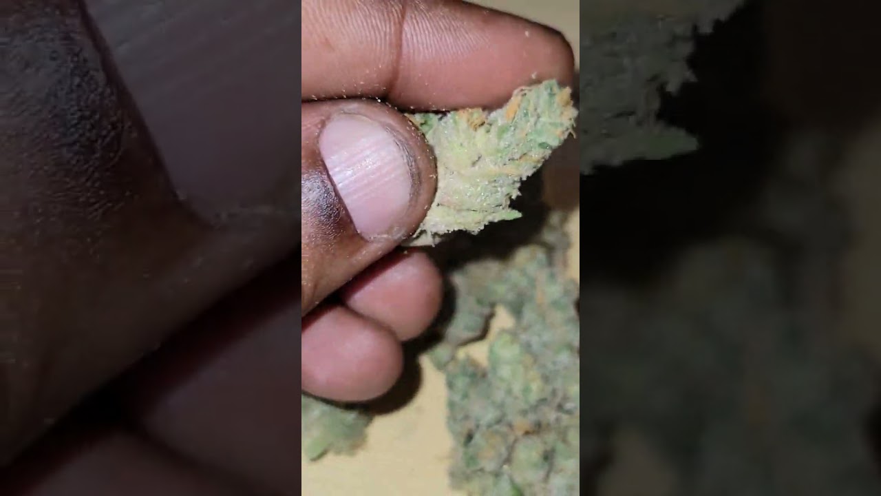 Blueberry French Toast (French Toast&nbsp;is an indica-dominant cross between&nbsp;Paris OG&nbsp;and&nbsp;Face Off OG)