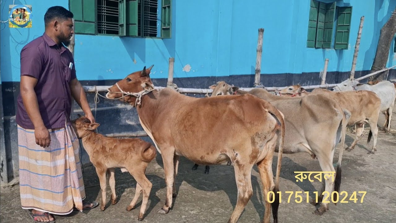 @ আজ ২৫/১/২০২৬|| পল্লী অঞ্চলের খামারে সস্তায় দেশাল জাতের দুধের গাভী বাছুর সহ দাম||
