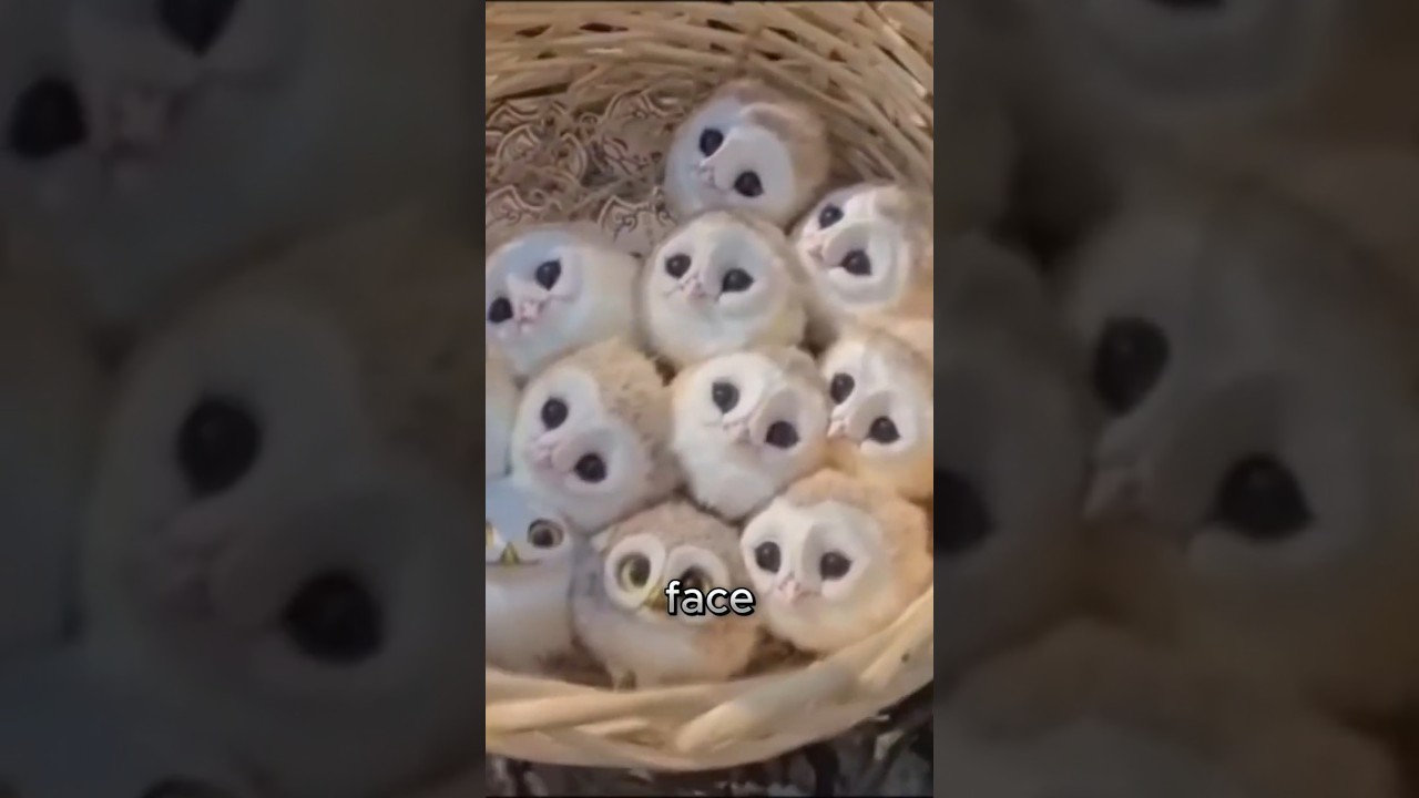 Why Baby Owls Sleep Face Down 😴🦉