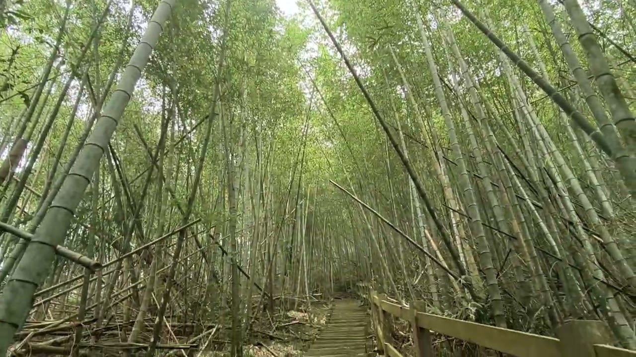 出水坑步道(Chushuikeng Trail)遊記_竹林茶園與瑞里景觀(Bamboo forest & tea garden landscape)