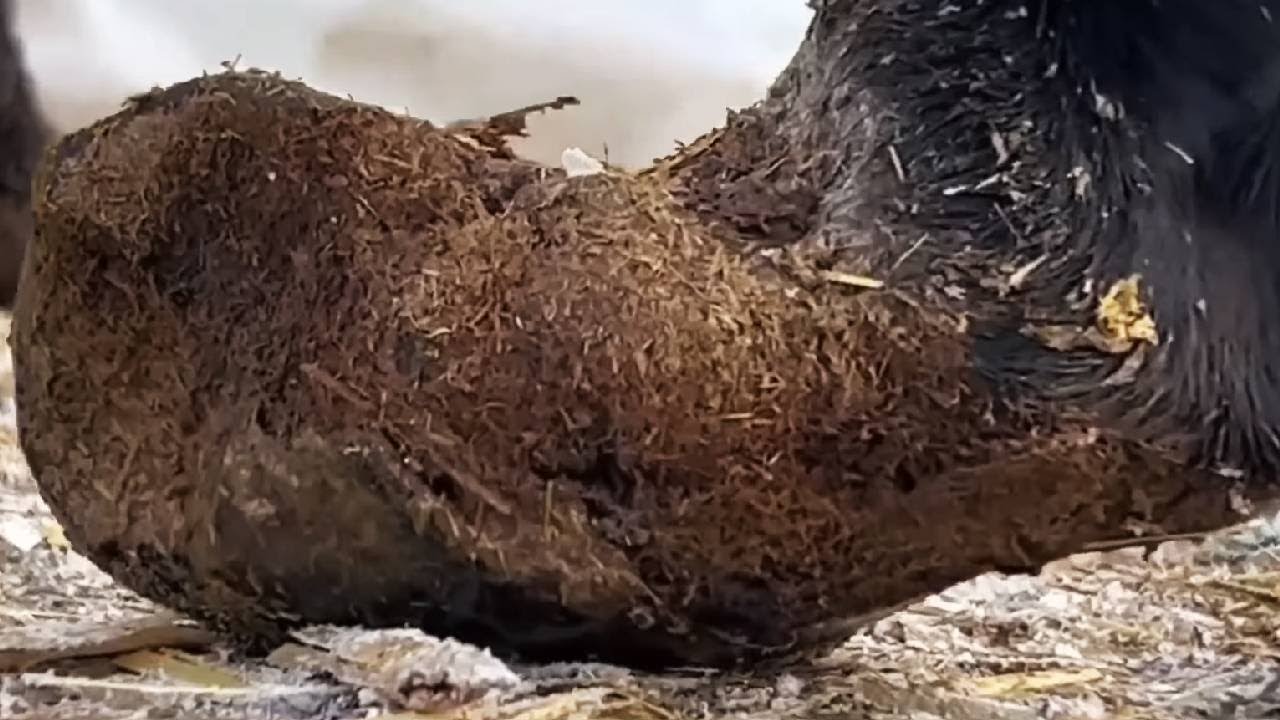 Super Relaxing Donkey Hoof Trimming Video
