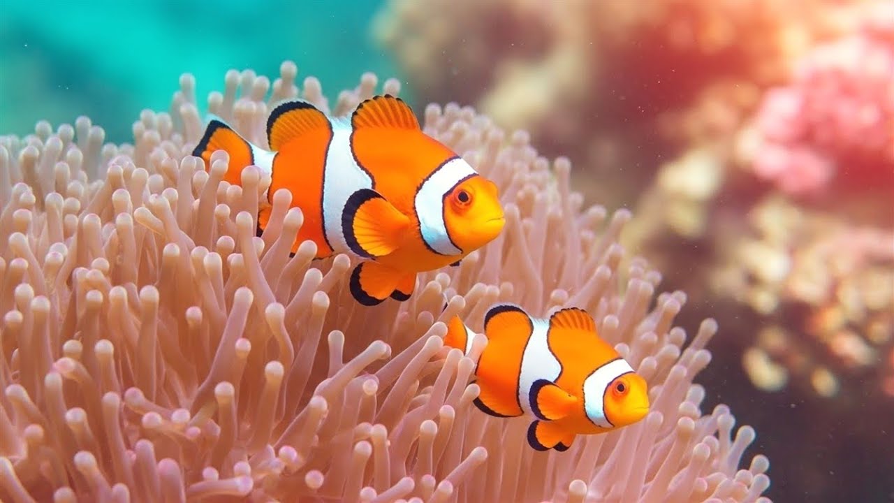 The Best 4K Aquarium 🐠 Explore the Stunning World of Sea Jellyfish and Beautiful Coral Reef Fish.#96