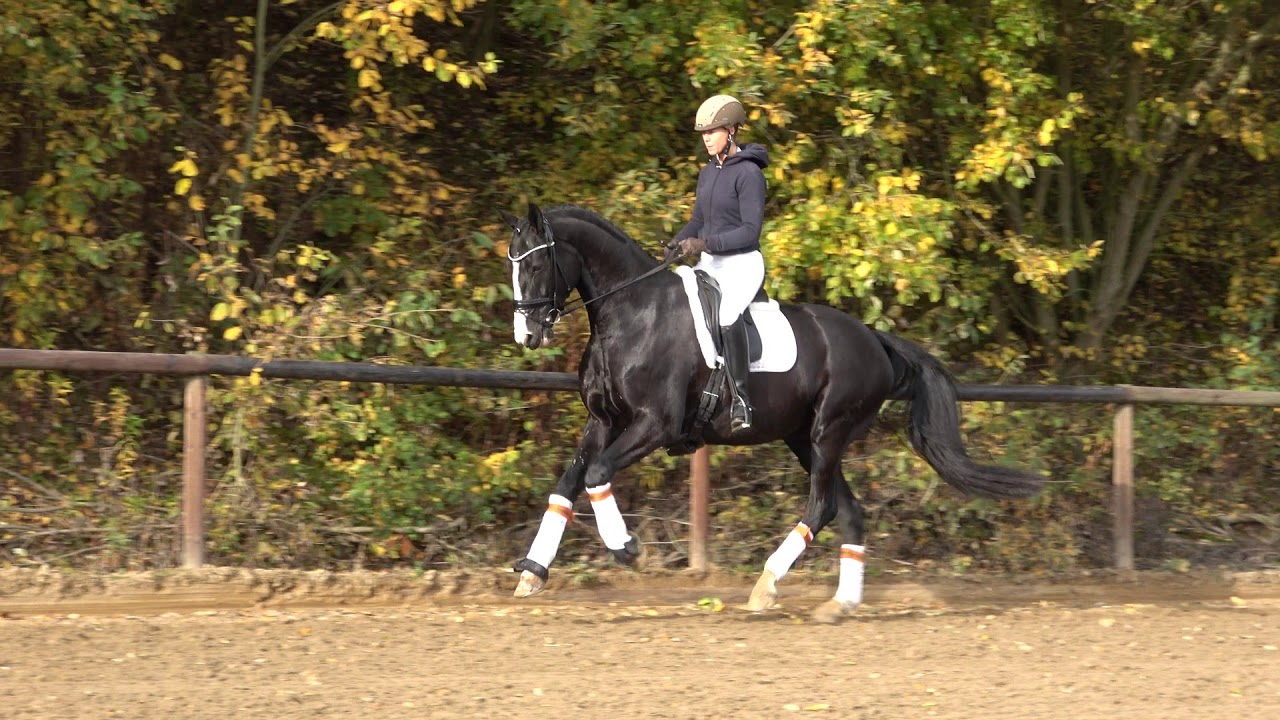 6 years old Gelding