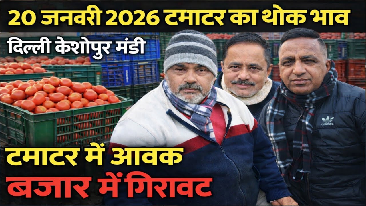 20 Jan 2026 Delhi 🍅 टमाटर होलसेल भाव | Keshopur Mandi | Today Tomato Rate #tamatar #tamatarmandi