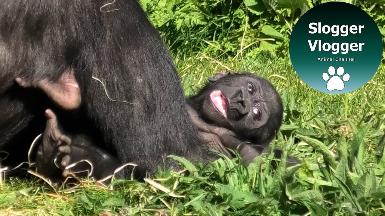 Gorilla Baby Juni By Mum's Leg