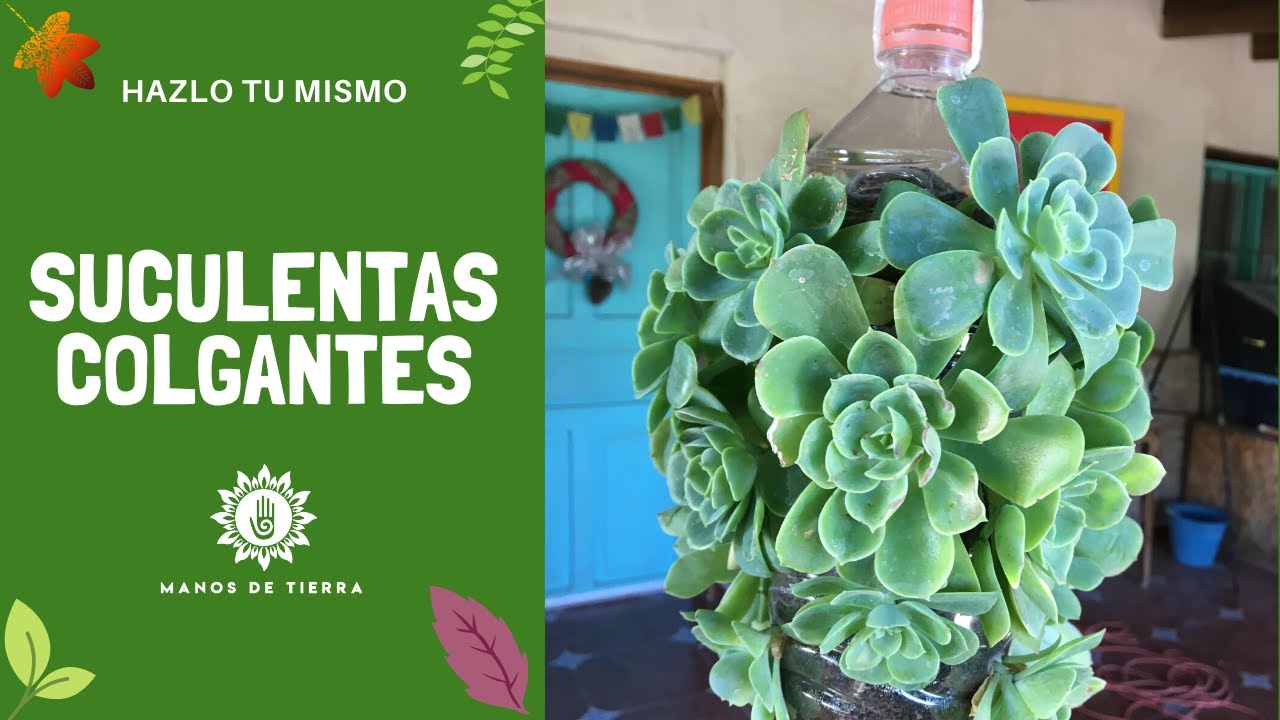 Adorna Tu Casa Con SUCULENTAS Colgantes/Reciclando BOTELLAS DE PLÁSTICO