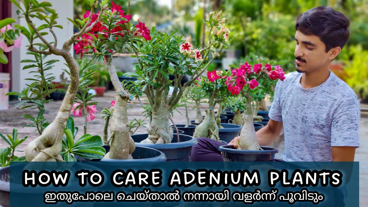 Adenium Plant Detailed care | Tips for healthy growth and flowering | നന്നായി വളർത്താം