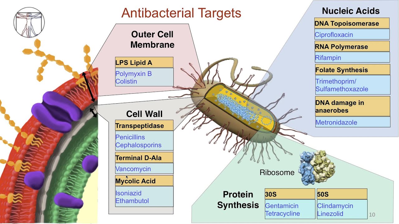 Intro to Bacteria & Antibiotics: Intro to Antibiotics