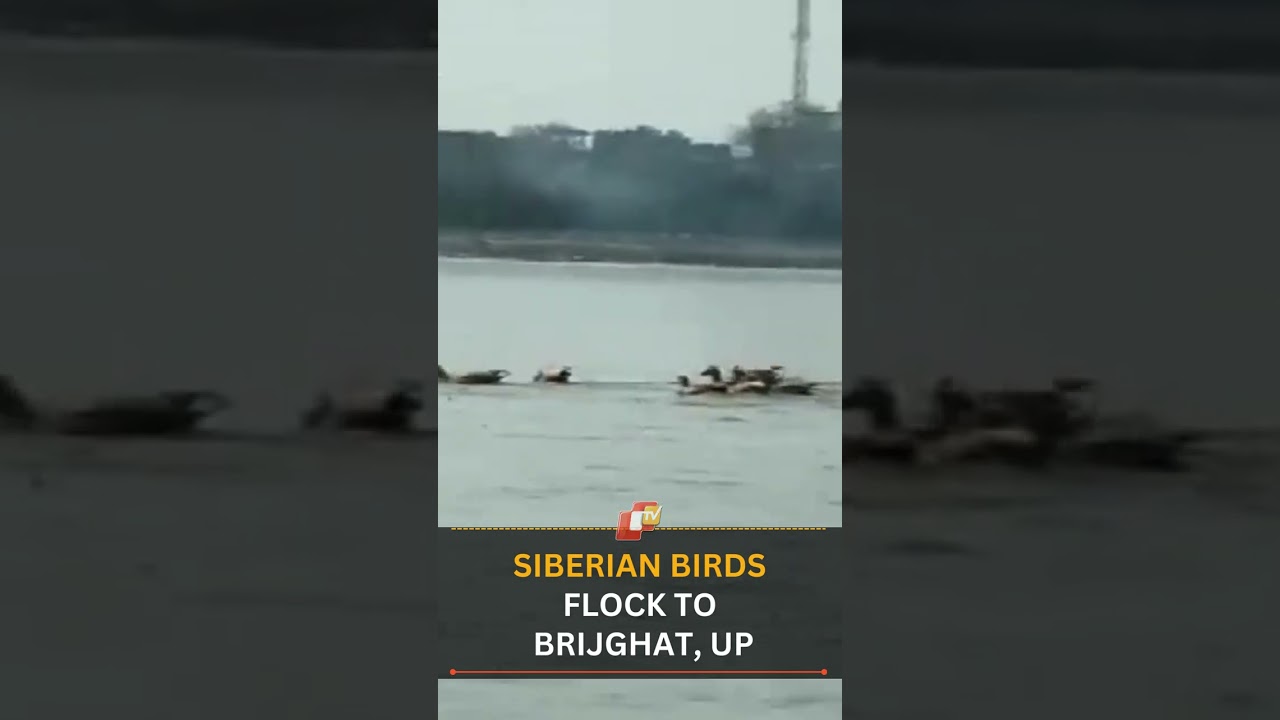 Siberian Birds Flock To Brijghat, UP | OTV News English