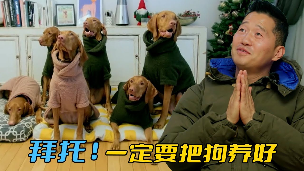 和十二條獵犬共同生活，把豪華別墅變成狗舍，訓犬師狂喊無福消受