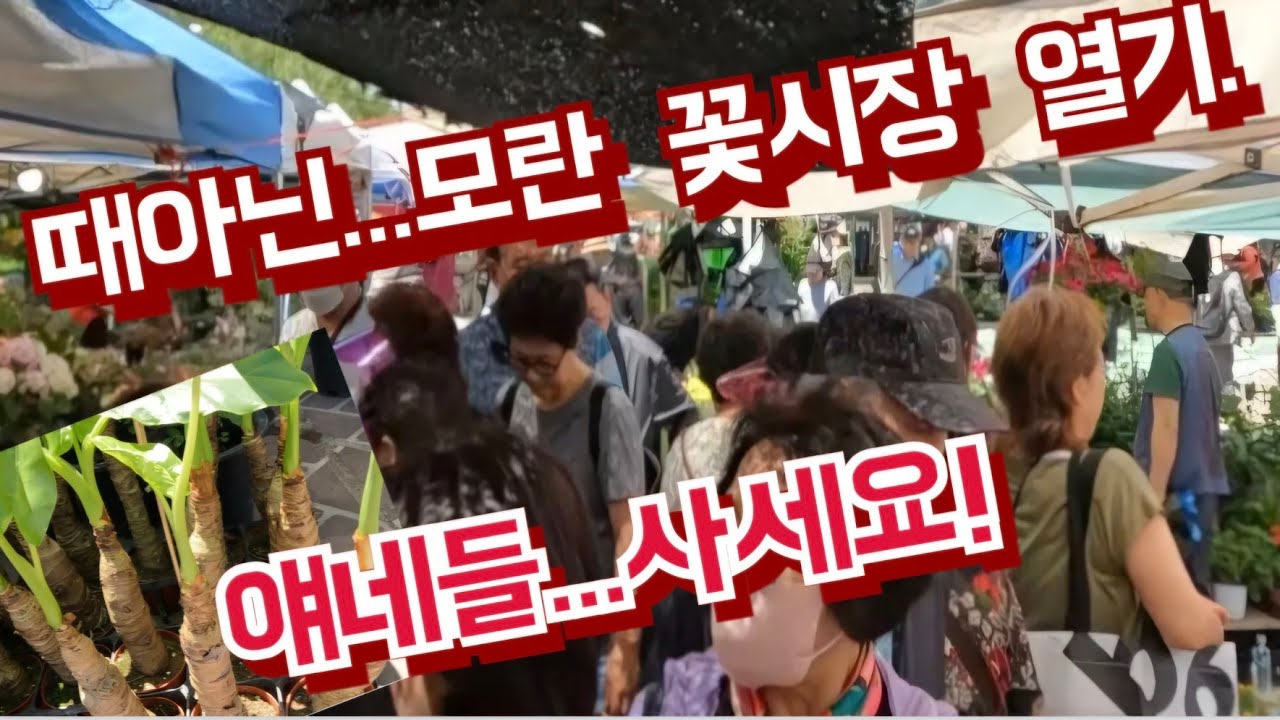 엄청난 인파속 뜨거운 모란시장내    꽃시장, 3천원으로 힐링 되네요.