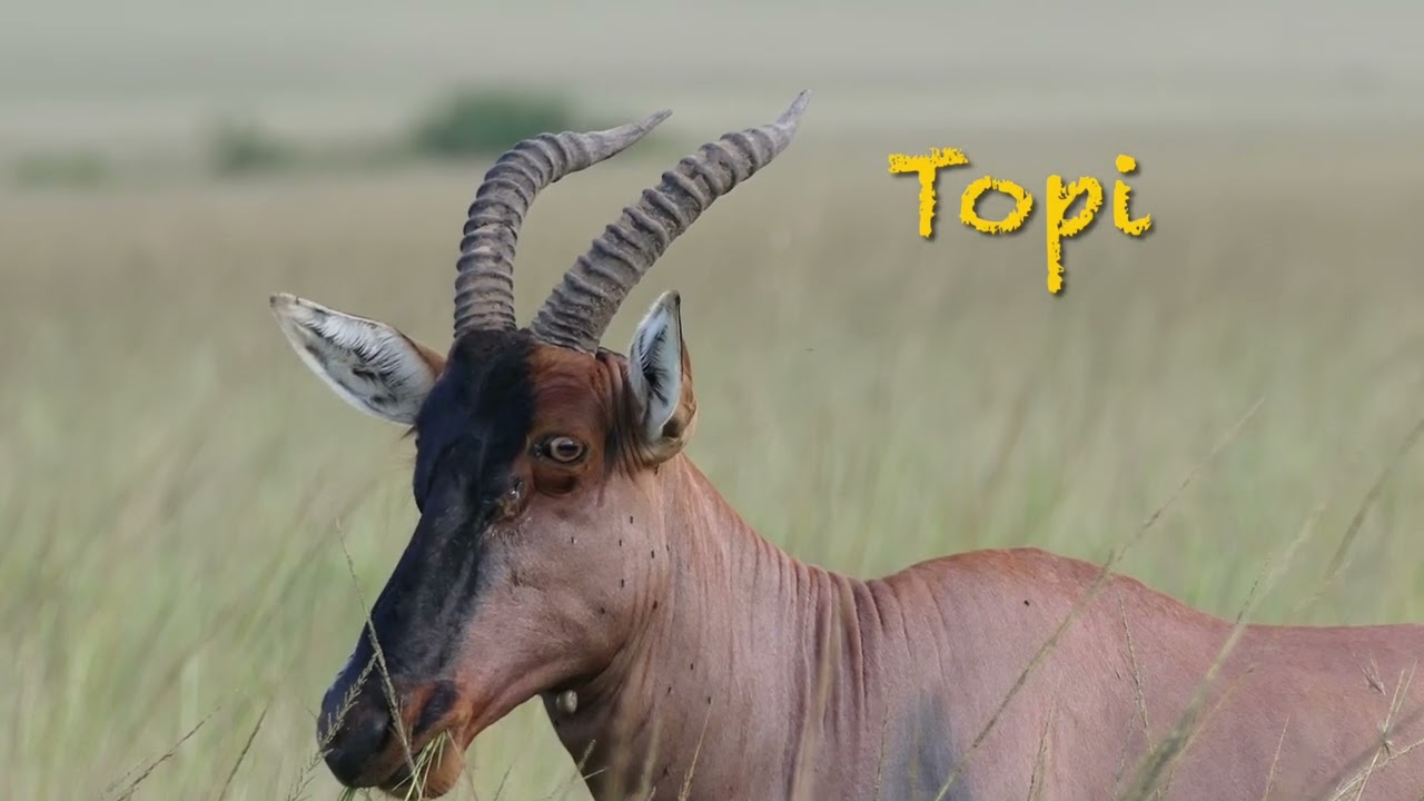 Safari 2024