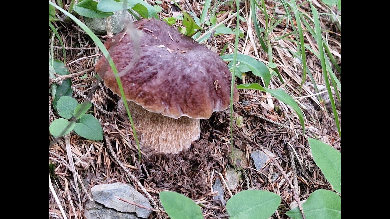 Porcini - la grande buttata di luglio 2025: parte 6