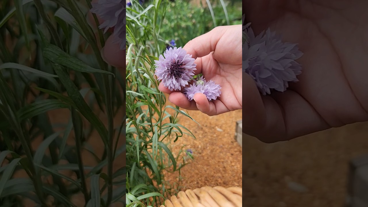 Harvesting Bachelor's Buttons for Tea #gardening