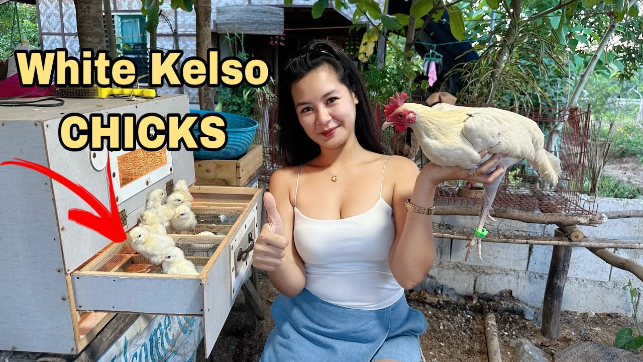 Meron na akong Newly Hatch Chick nang Purebreed White Kelso ni Biboy Enriquez!