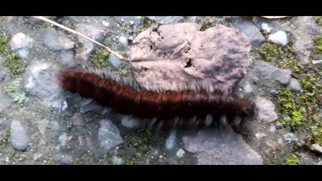 An alternative removal of caterpillar's irritating hairs on skin @loverofnature2238