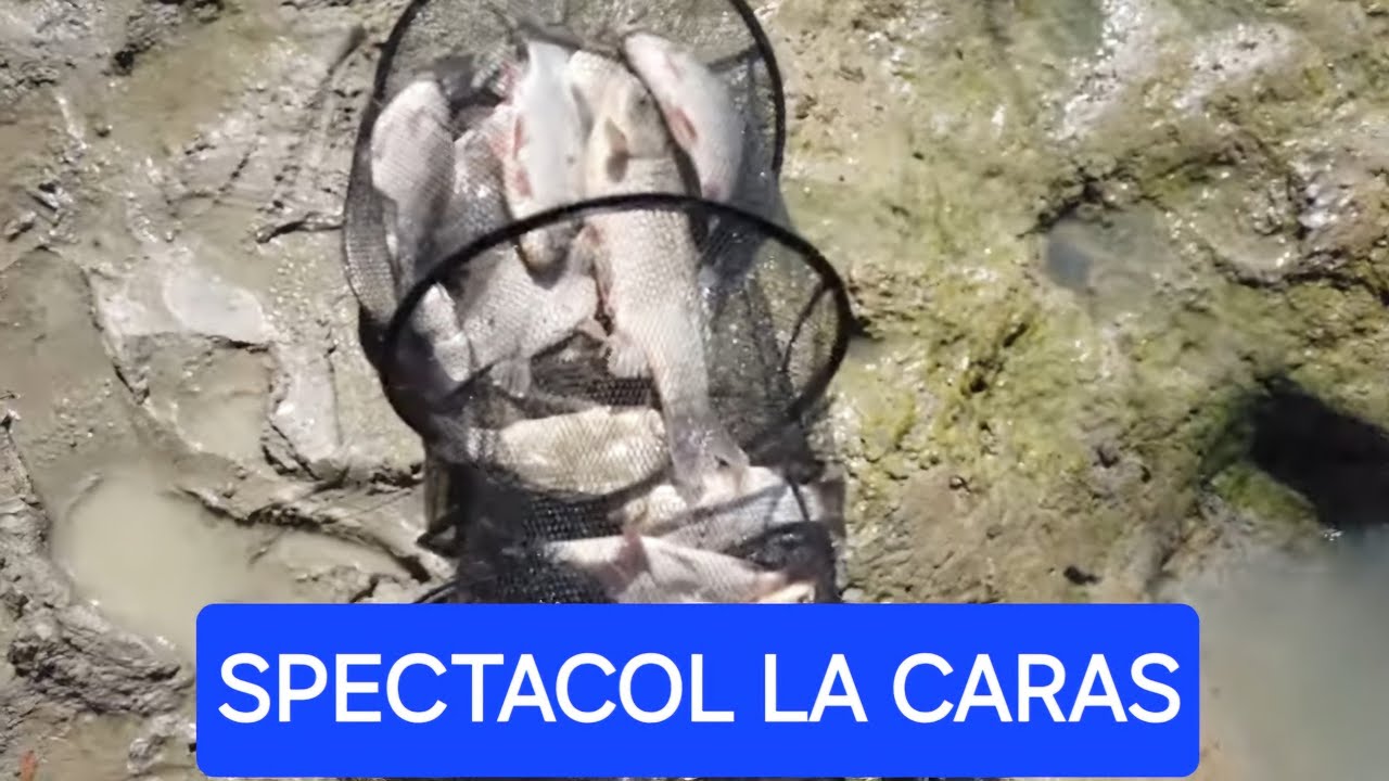 Pescuit spectacol la Caras pe Canalul 36 din Delta Dunari!!👌