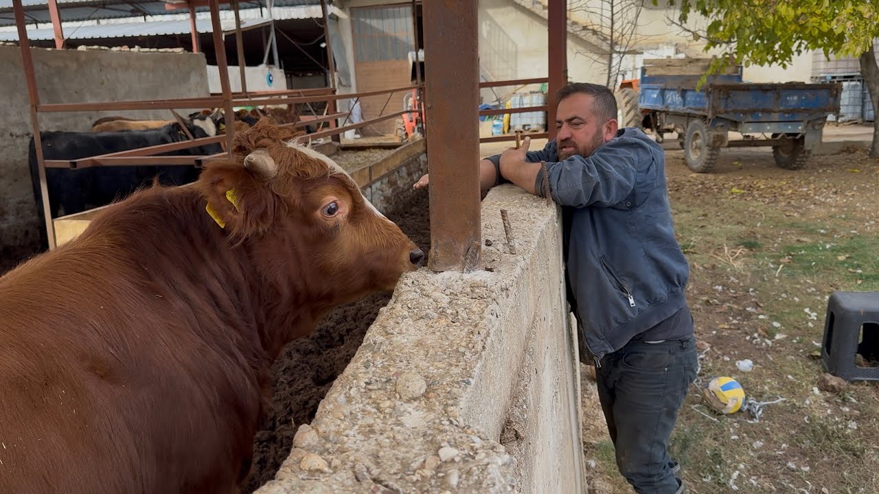 Barış’la ahırları temizledik.