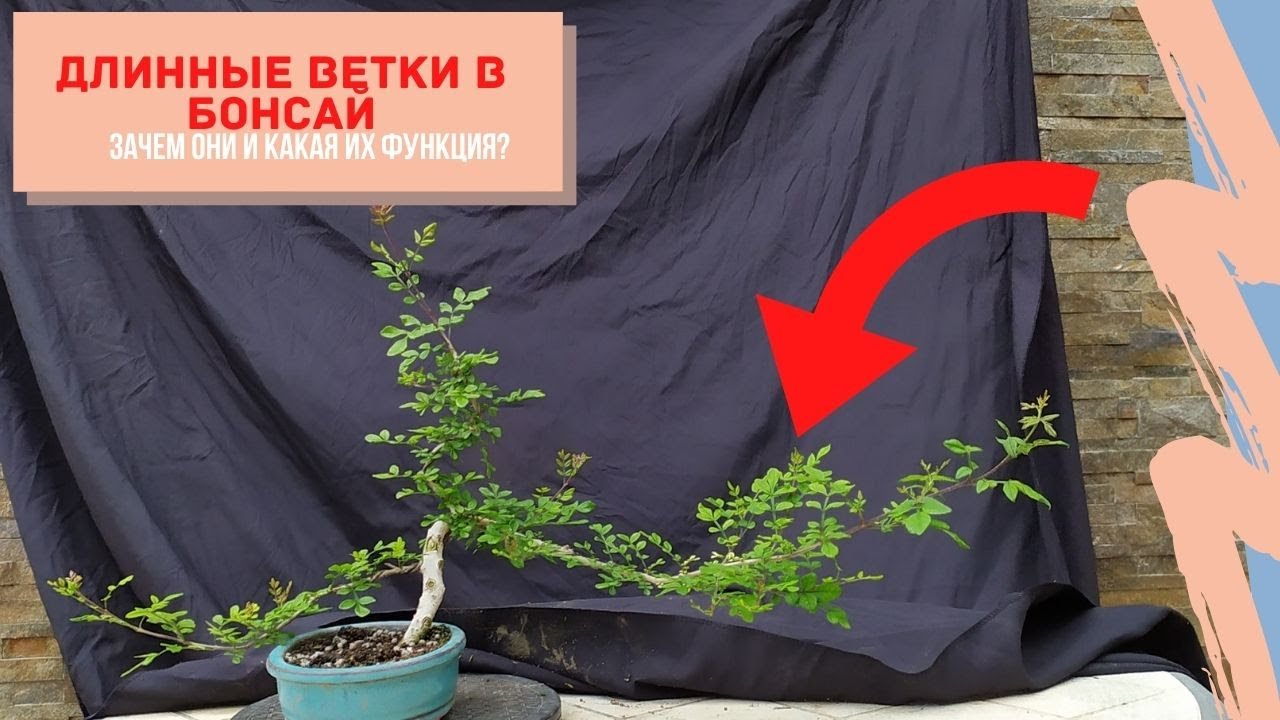 Техника формирования здоровых бонсай! Длинные ветки в бонсай. Какая от них польза дереву?