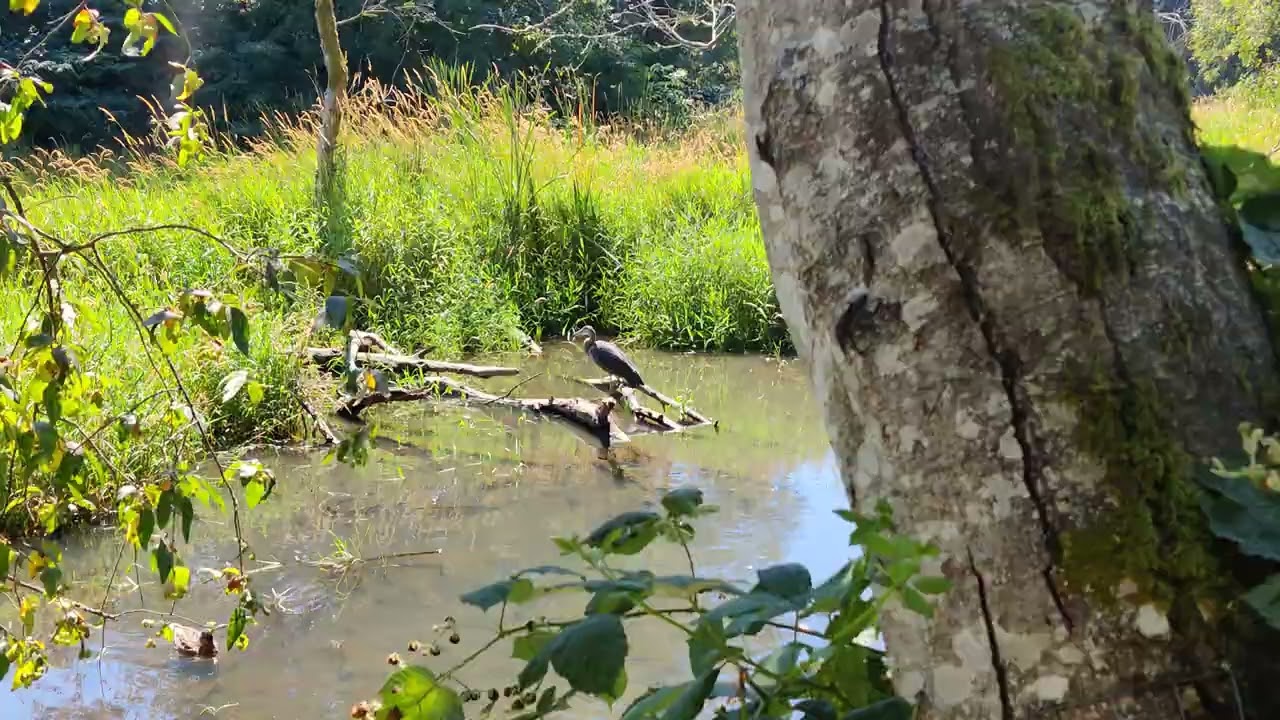 Big Blue Heron Perching