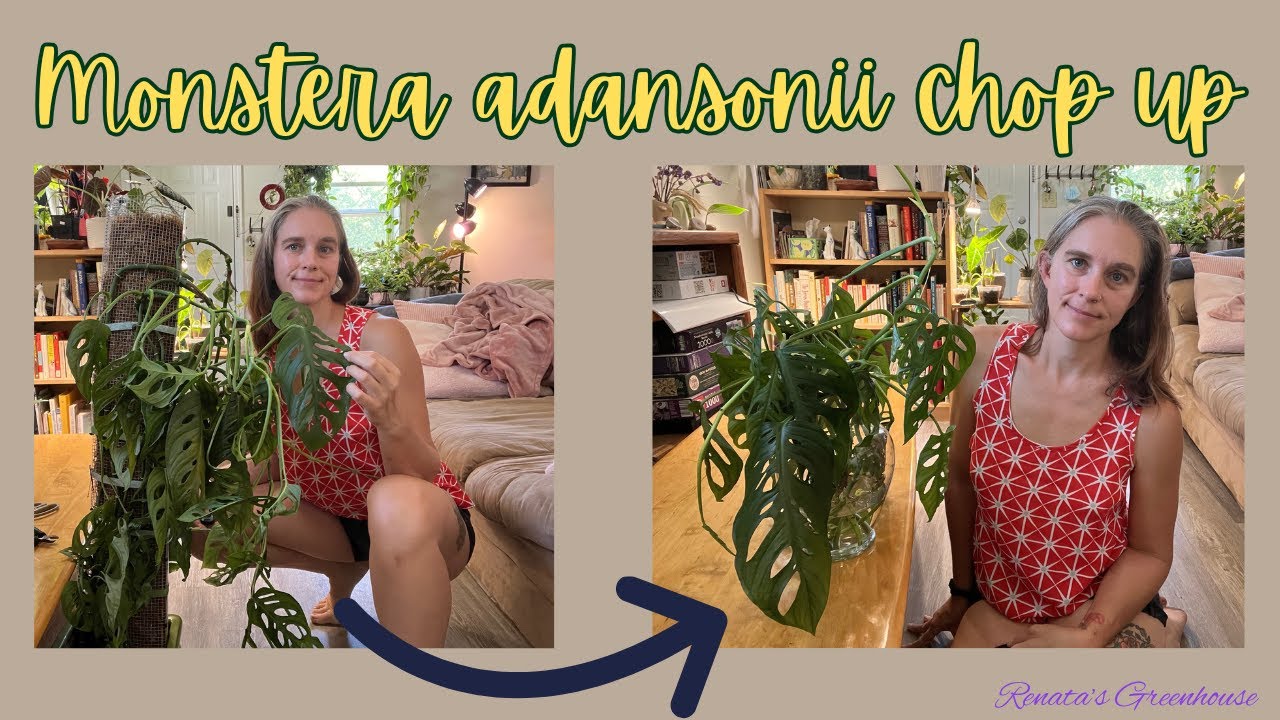 Chop up my Monstera adansonii with me