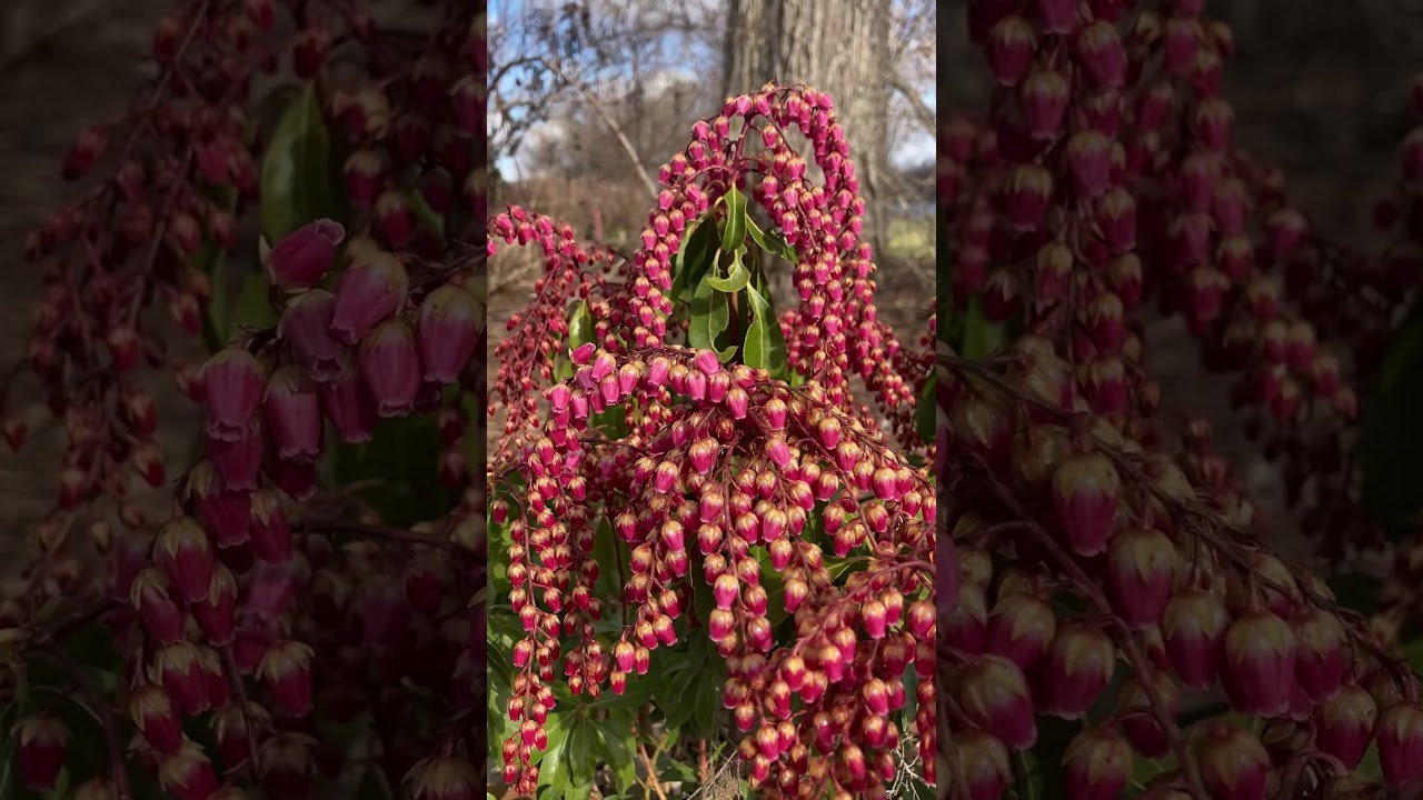 Earliest spring flowers!