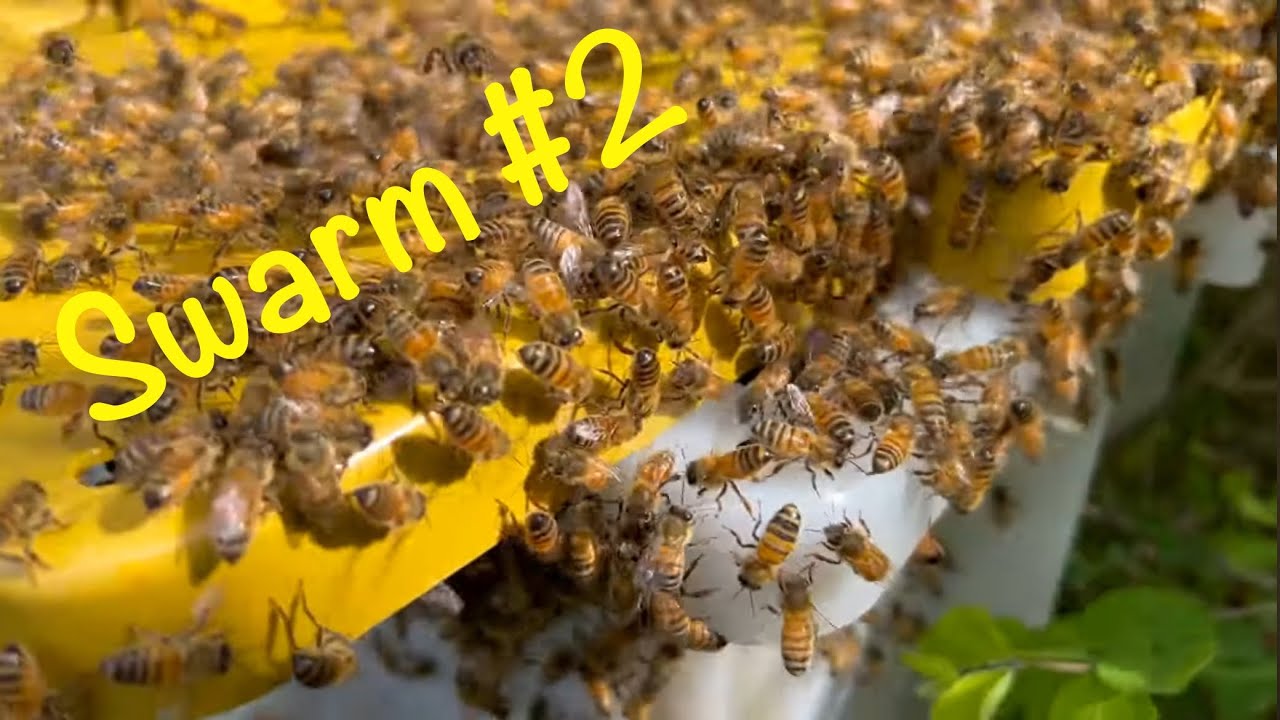 Second Swarm of 2024