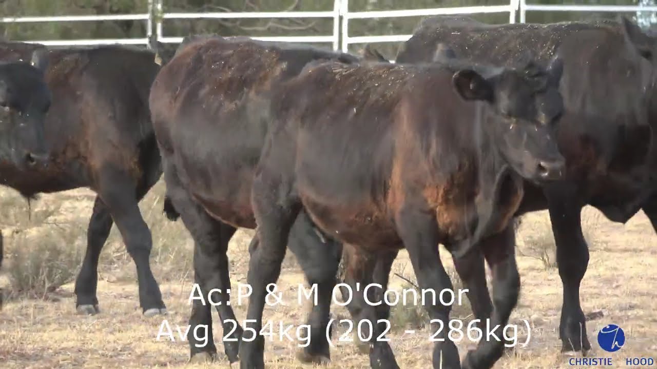 P & M O'Connor Weaner Angus Steers