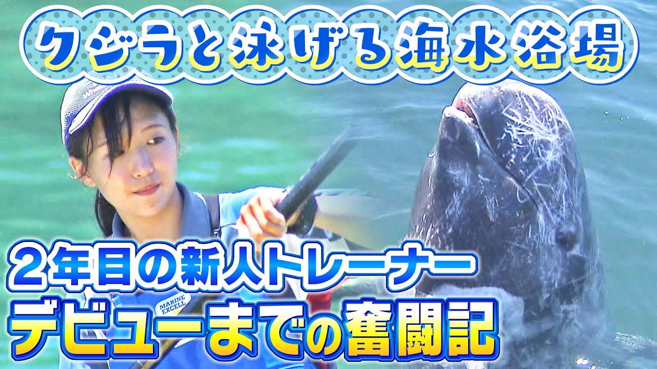 『クジラ浜の新人トレーナー』大切なのは「信頼関係と気持ちを通わせること」...厳しい指導・練習を乗り越えて迎えたデビューまでの奮闘記【ＭＢＳニュース特集】（2023年8月4日）