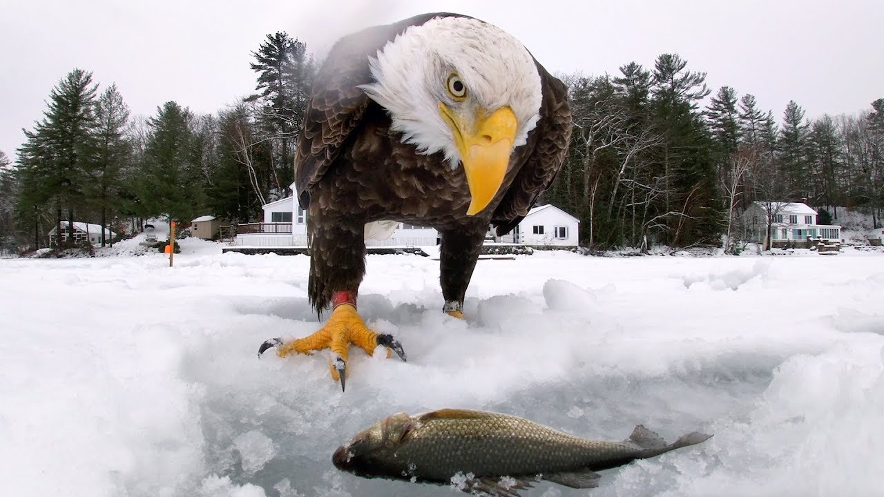 GoPro Awards: Eagle Saves Fish from Cold