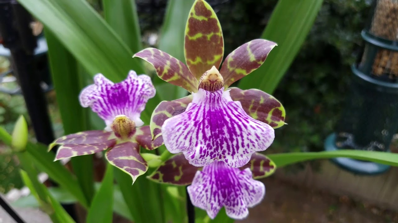 Orquídeas Zygopetalum: Cuidados básicos y caracteristicas. ║Orquídeas en el mundo