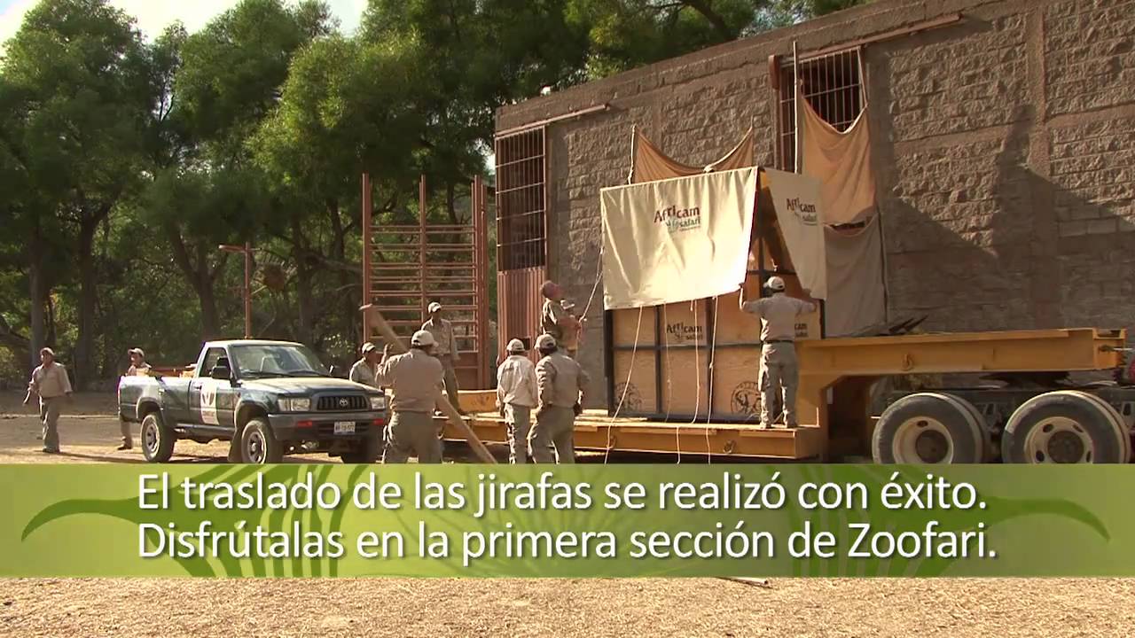 Traslado de jirafas al zoologico Zoofari