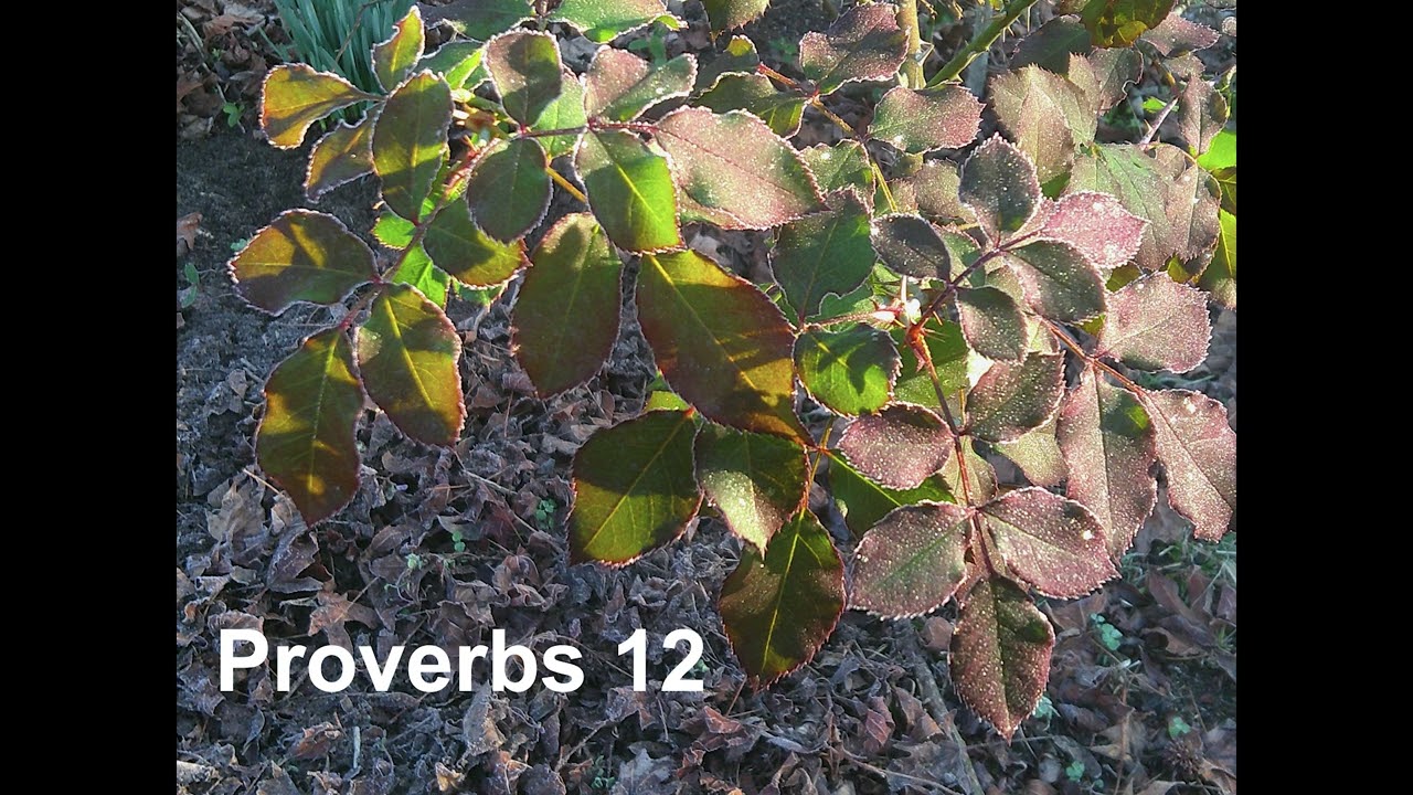 Proverbs 12