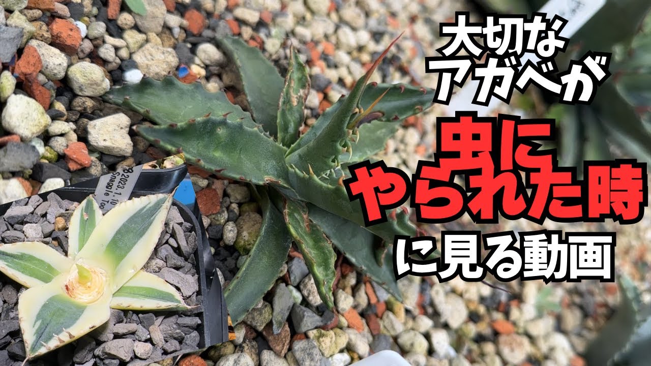 【アガベの被害】害虫にやられてショックを受けているそこのあなた！【アザミウマ】【アガベマイト】【殺ダニ剤】