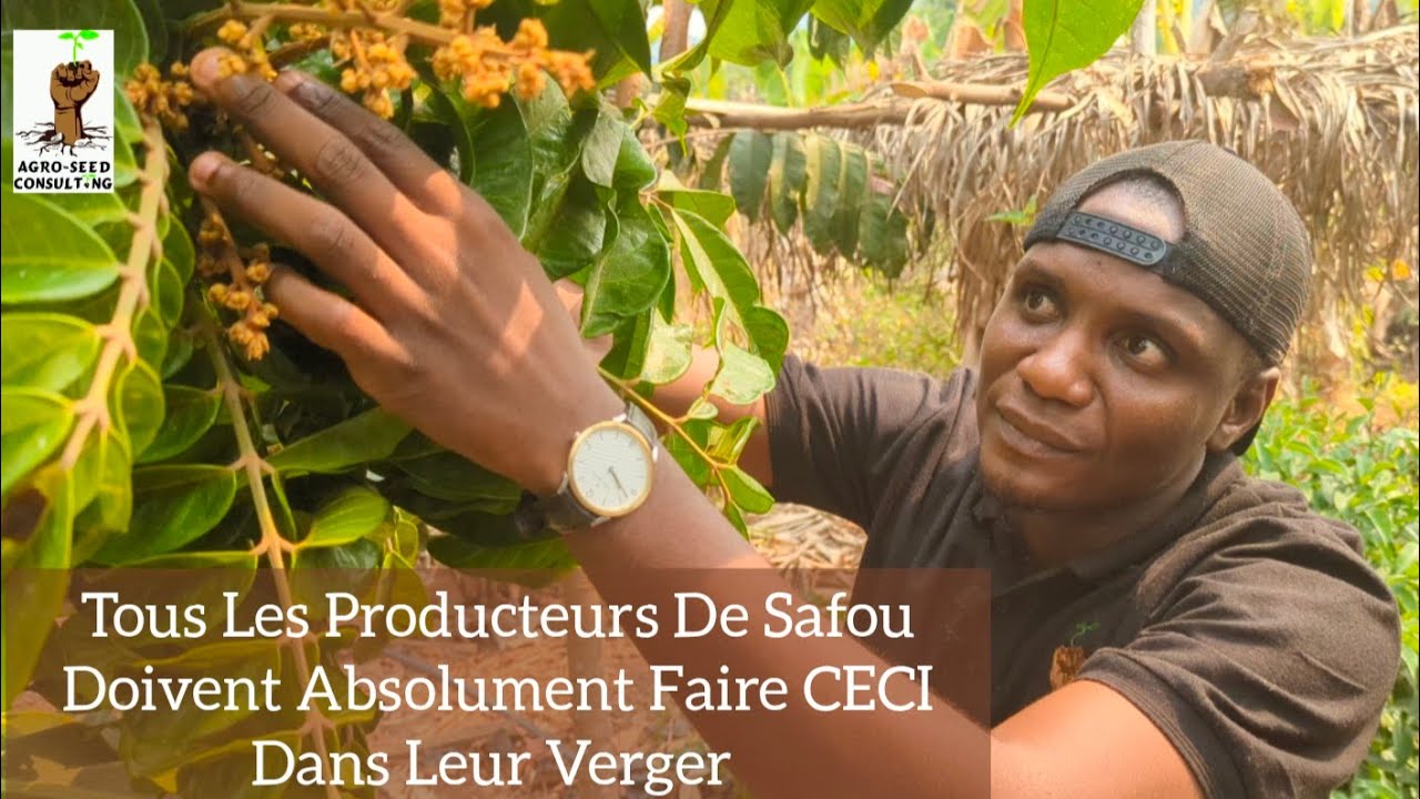 Tous Les Producteurs De Safou Doivent Absolument Faire CECI Dans Leur Verger