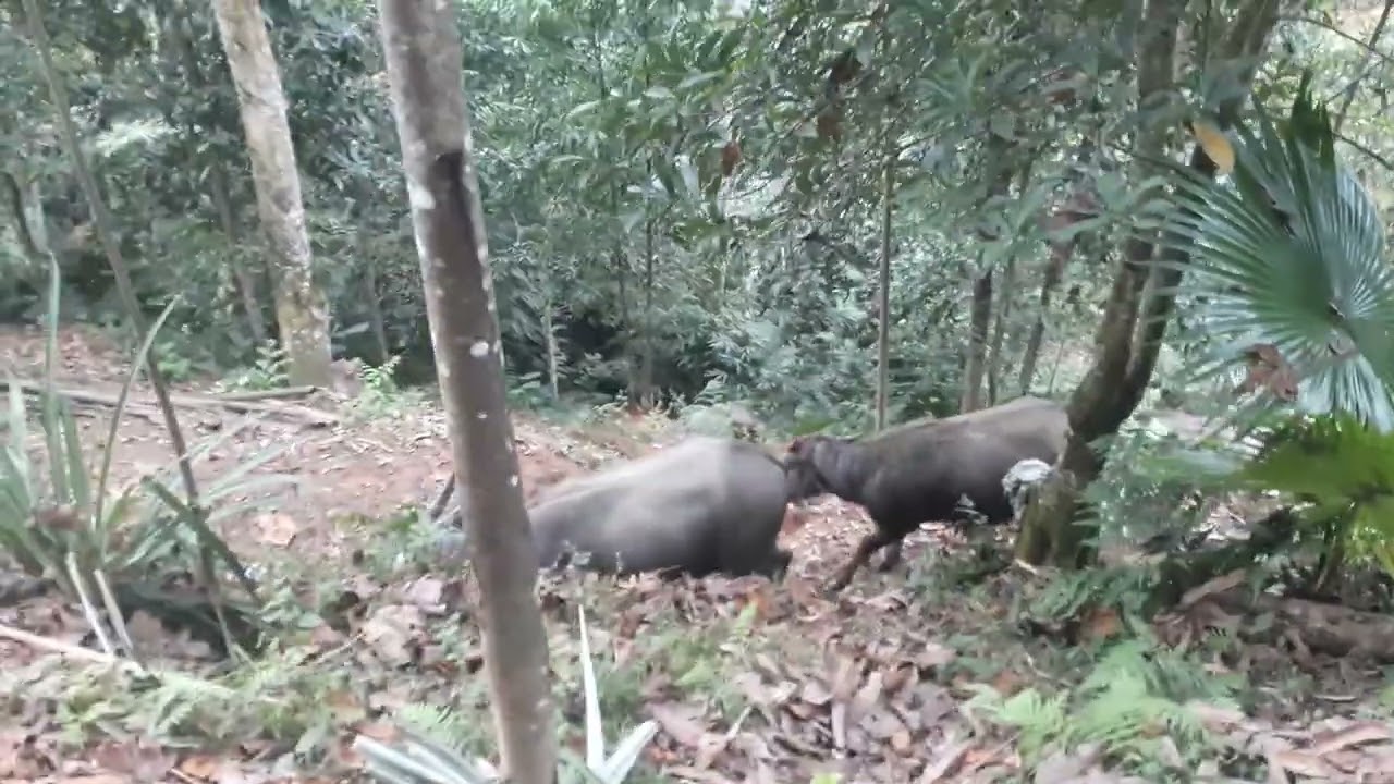 Có bốn con trâu nuôi làm giống 