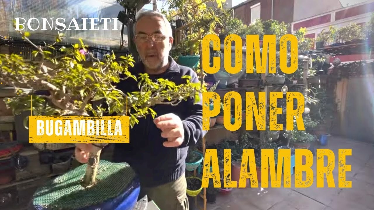 🌸Como poner alambre a la BUGANVILLA