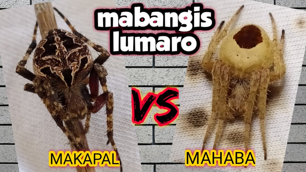 SUPER BILIS - MAKAPAL vs MAHABA / SPIDER FIGHT.
