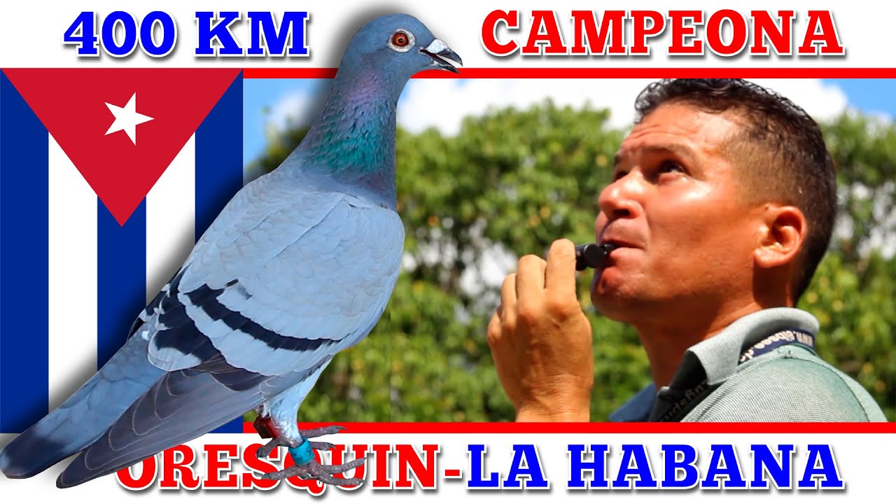 Vuelo de Medio Fondo 400 km. 1er Lugar Colombófilo: Oresquin Martínez