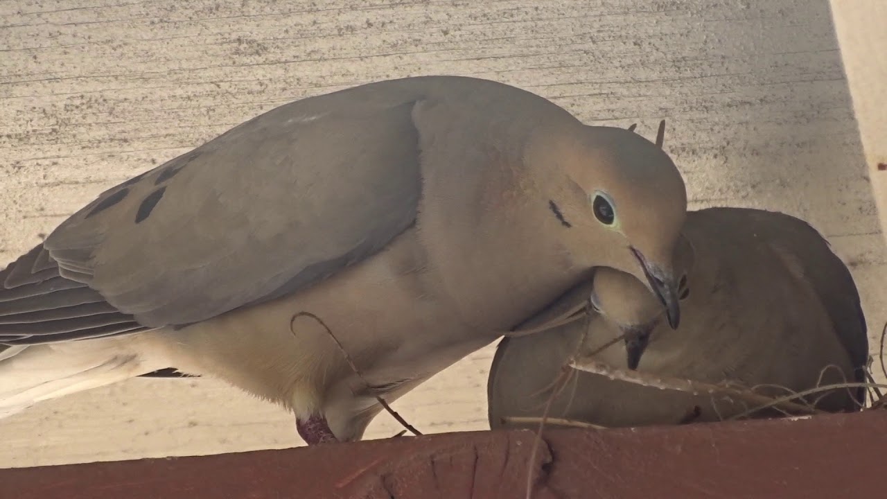Mourning Doves Building Nest