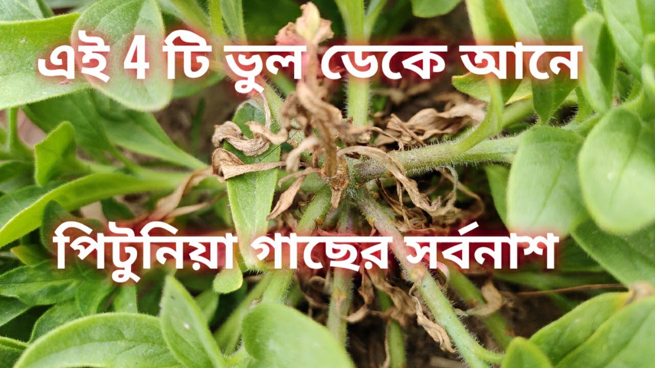 4 Important Do's and don'ts of growing petunias II how to save dying petunia plant II petunia