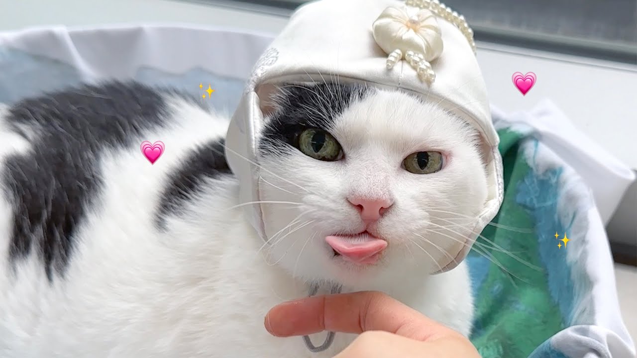 즐거운 추석이다 메롱 메롱