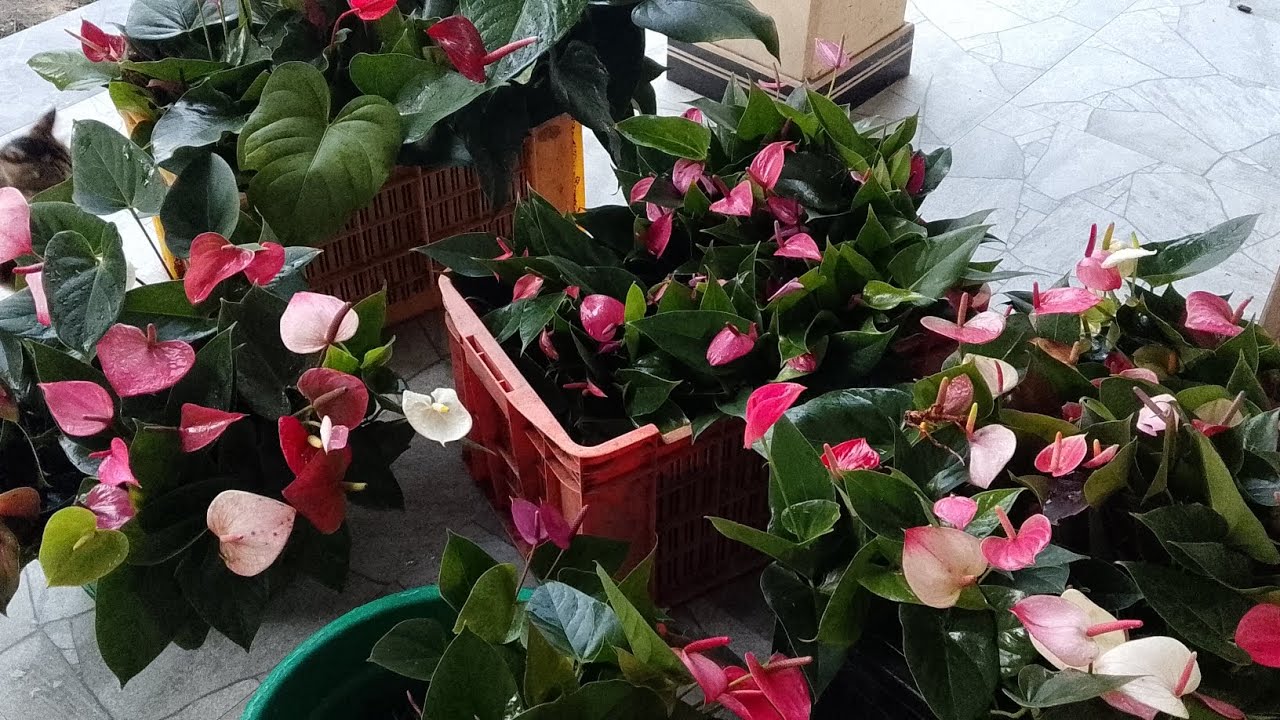 ඔන්න සුපිරිම සෙට් එකක් ගෙනාවා ඉක්මන් කරලා ඇනවුමක් දාන්න#0772106907 