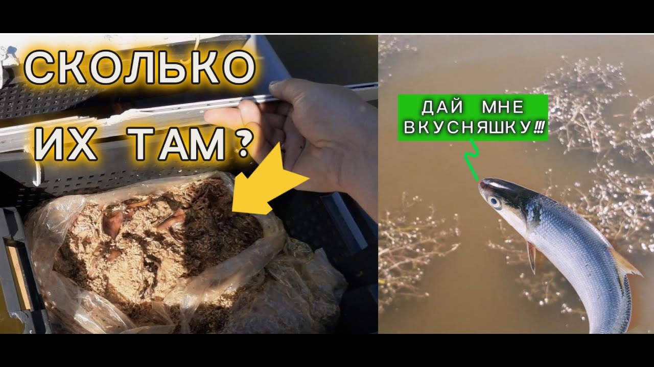 Запустил ОПАРЫШНИЦУ !!!  Очень хороший результат $$$  Чем накормить рыбу?  #корма #рыба  #белок
